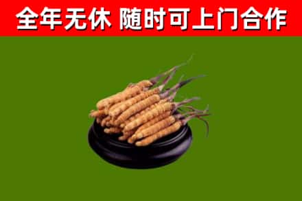 威县回收冬虫夏草